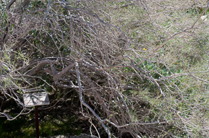 Psorothamnus schottii (indigo bush, Schott indigobush, Schott's dalea, Schott’s dalea)