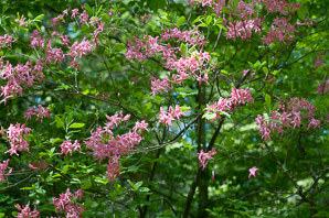 Rhododendron prinophyllum (early azalea, roseshell azalea)