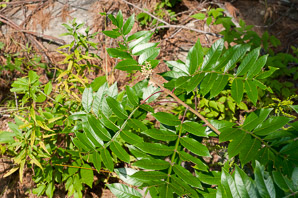 Rhus copallinum (shining sumac, winged sumac)