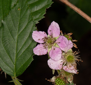 Rubus odoratus (purple-flowering raspberry, flowering raspberry)