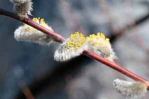 Salix discolor (pussy willow, American willow)