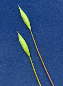 Sanguinaria canadensis (bloodroot)