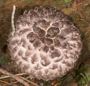 Sarcodon imbricatus (shingled hedgehog, scaly hedgehog)