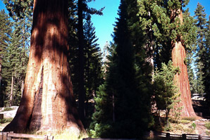 Sequoiadendron giganteum (giant sequoia, sierra redwood)