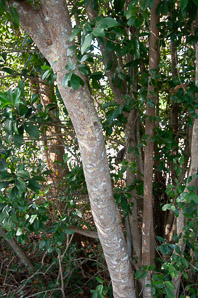 Sideroxylon salicifolium (white bully, willow bustic)