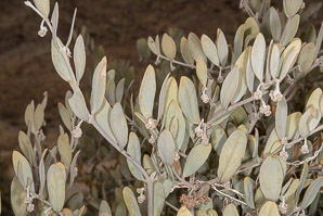 Simmondsia chinensis (jojoba, pignut, goat nut, deer nut, wild hazel, quinine nut, coffeeberry, goat-nut, coffee bush, quinine plant)