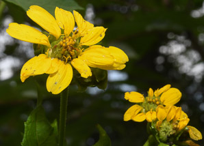 Smallanthus uvedalius (yellow-flowered leafcup, hairy leafcup, bear’s foot)