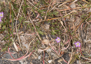 Spergularia rubra (roadside sand-spurry)