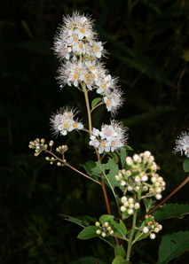 Spiraea alba (meadowsweet, white meadowsweet)
