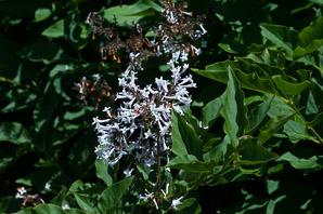 Syringa pubescens (Manchurian lilac)