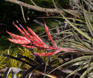 Tillandsia fasciculata (giant airplant, cardinal airplant)