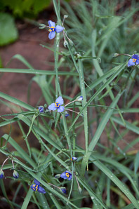 Tradescantia occidentalis (western spiderwort, prairie spiderwort)