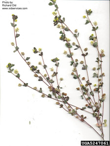 Trifolium dubium (least hop clover, small hop clover)