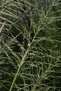 Urochloa maxima (guineagrass, green panic grass)