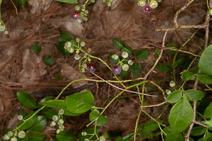 Vaccinium pallidum (hillside blueberry, billberry)