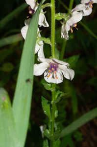 Verbascum blattaria (moth mullein)
