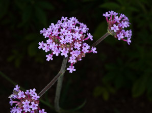 Verbena bonariensis (purpletop vervain, tall verbena, clustertop vervain, pretty verbena)