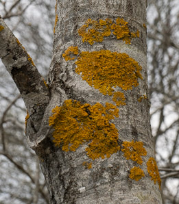 Xanthoria ulophyllodes (powdery sunburst lichen)