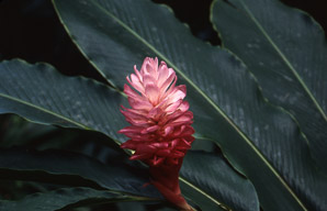 Alpinia purpurata (red ginger, jungle queen, jungle king, opuhi uteute, gengibre rojo, Tahitian ginger, ostrich plume, opuhi)