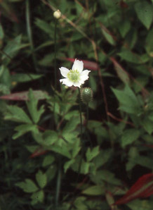 Anemone cylindrica (thimbleweed)