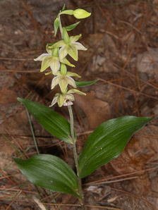Aplectrum hyemale (puttyroot orchid)