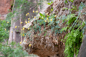 Aquilegia chrysantha (golden columbine)