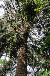Araucaria bidwillii (bunya-bunya, bunya-bunya pine)