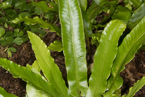Asplenium scolopendrium (Hart’s tongue fern)