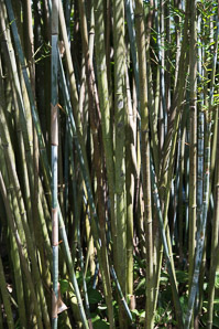 Bambusa chungii (tropical blue bamboo)