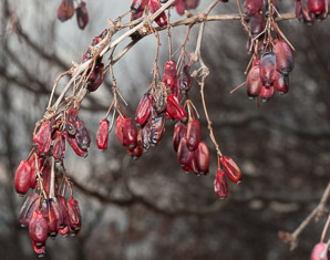 Berberis vulgaris (common barberry, barberry, berbery, European barberry, jaundice-berry, pipperidge bush)