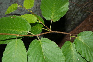 Betula lenta (black birch, cherry birch, sweet birch, mahogany birch, spice birch)