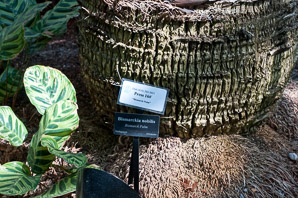 Bismarckia nobilis (Bismark palm, Bismarck palm)