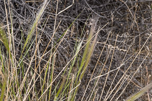 Bromus madritensis (compact brome)