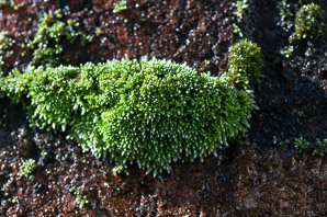 Bryum argenteum (silvergreen bryum moss, silvery thread moss)