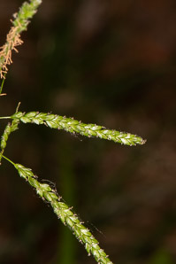 Carex gracillima (graceful sedge)