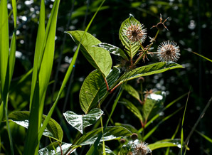 Cephalanthus occidentalis (buttonbush, button-willow, honey-bells)