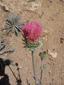Cirsium occidentale (Coulter thistle)