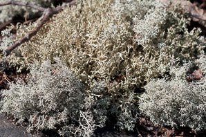 Cladina stellaris (star-tipped reindeer lichen, northern reindeer lichen, star reindeer lichen, star-tipped cup lichen)