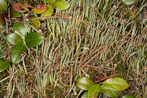 Cladonia rei (wand lichen, cup lichen)