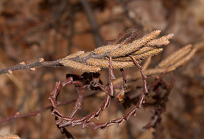 Comptonia peregrina (sweetfern)