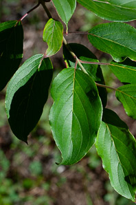 Cornus obliqua (narrowleaf dogwood, silky dogwood, swamp dogwood)
