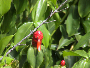 Costus woodsonii (red button ginger, Indian head ginger, red cane, scarlet spiral flag, scarlet spiral ginger)
