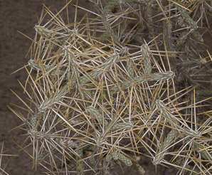 Cylindropuntia ramosissima (diamond cholla, diamond-plated pencil cholla, branched pencil cholla, diamond-plated penc)