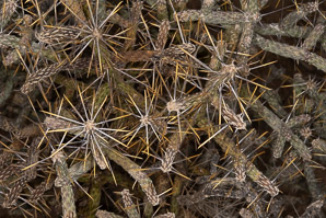 Cylindropuntia ramosissima (diamond cholla, diamond-plated pencil cholla, branched pencil cholla, diamond-plated penc)