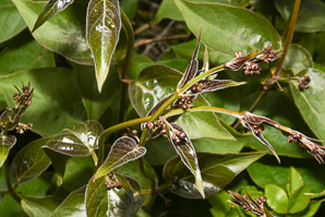 Cynanchum rossicum (European swallowwort)