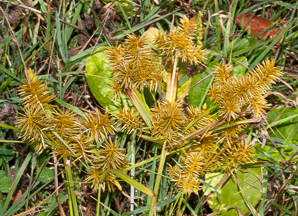 Cyperus esculentus (nut grass, yellow nut grass, yellow nutsedge)