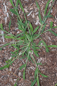 Digitaria sanguinalis (large crabgrass, hairy crabgrass)