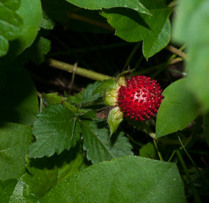 Duchesnea indica (mock strawberry, Indian strawberry)