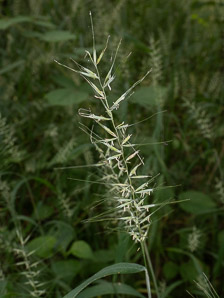 Elymus hystrix (Eastern bottlebrush grass)