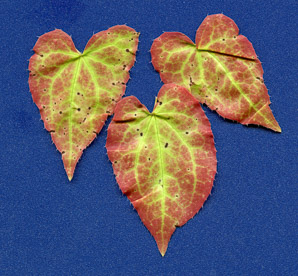 Epimedium × (bishops caps, red epimedium, red barrenwort, bishop’s caps)